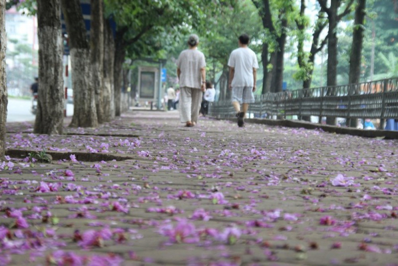 Con đường rợp bóng hàng cây- Gió lay hoa tím rụng đầy lối đi